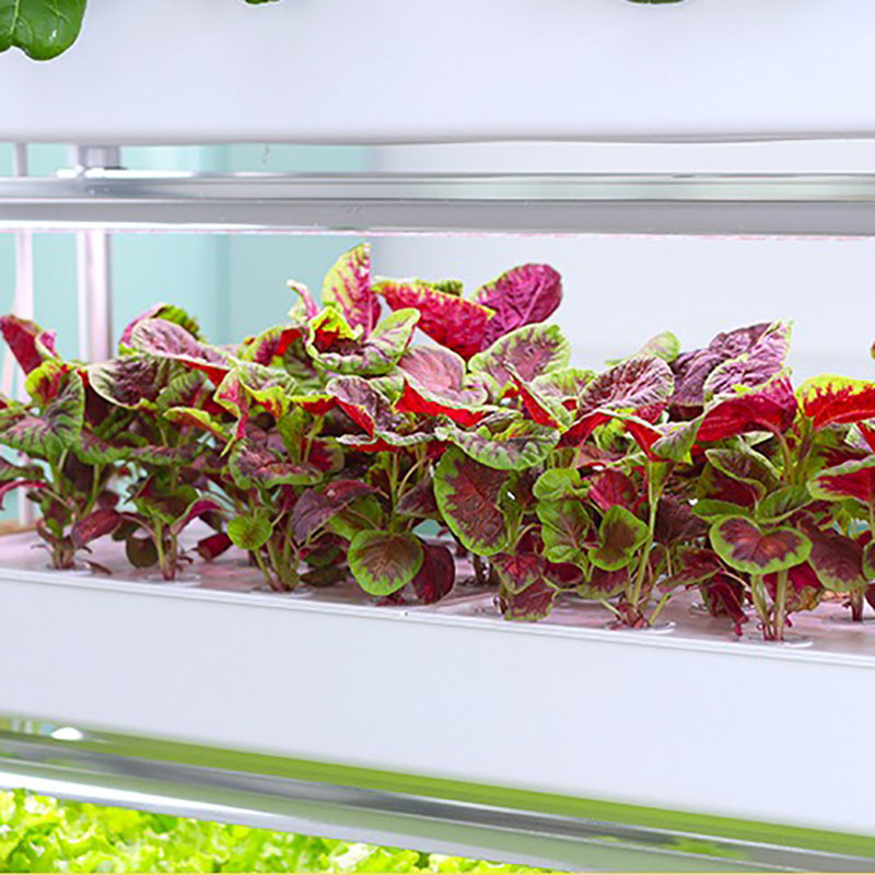 Thủy Canh Phát Triển Hệ Thống  - đánh giá và giá Smart Garden Vertical